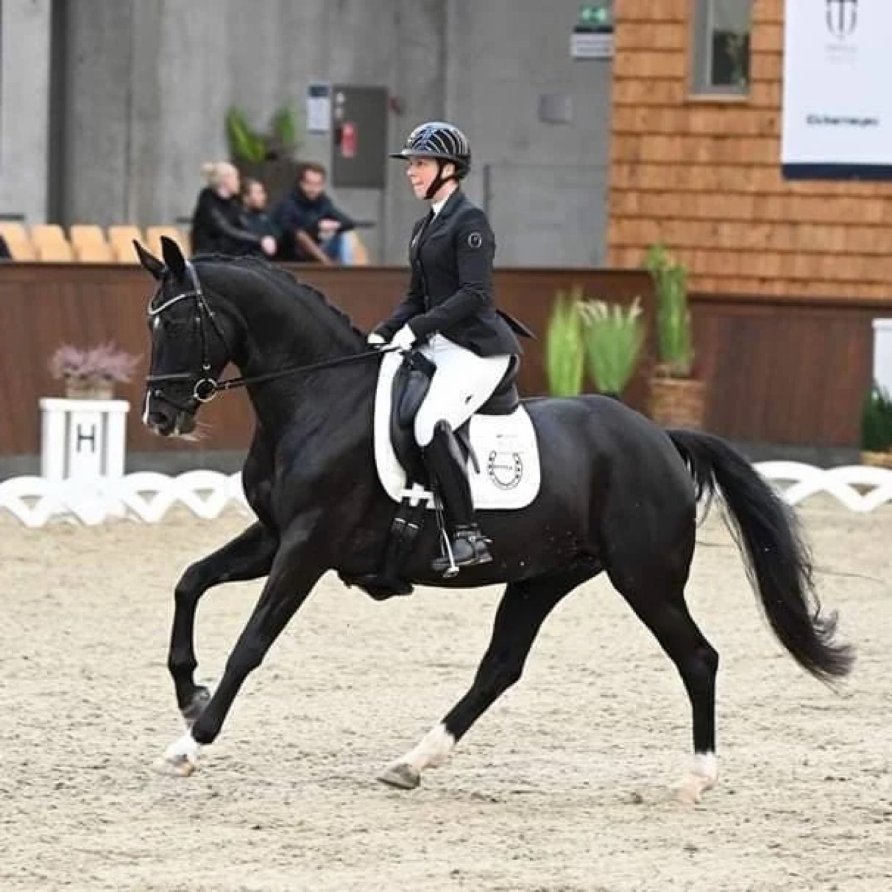 Sort dressurhest i trav