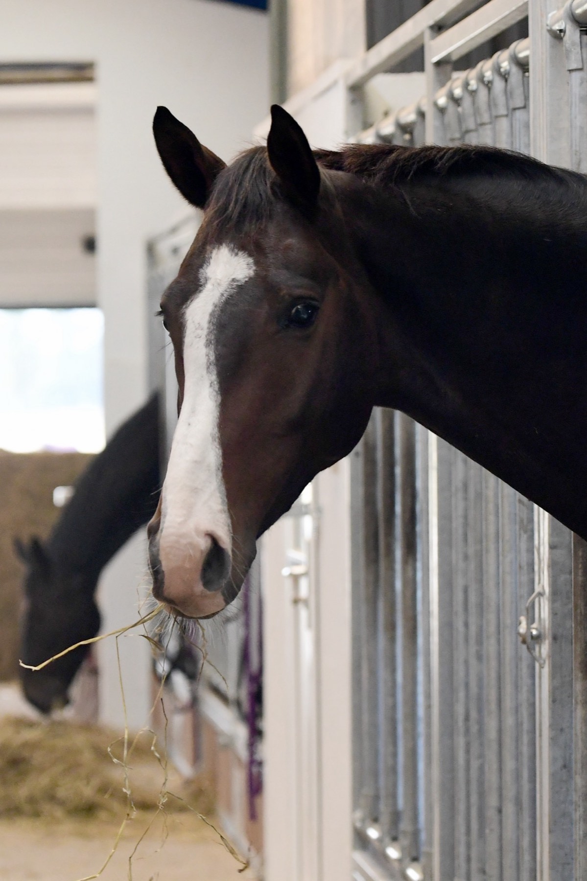 Hest kigger ud fra sin boks