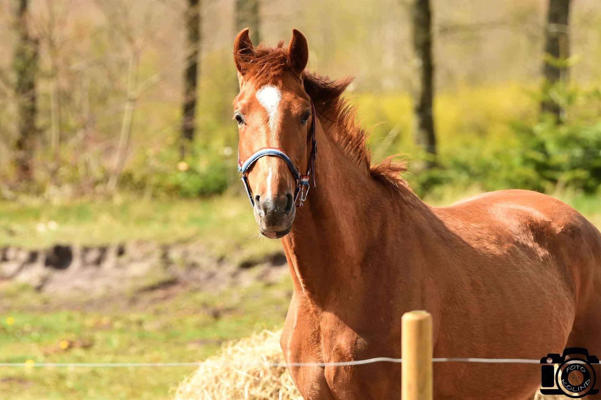 Hest på folden ved LCequestrian