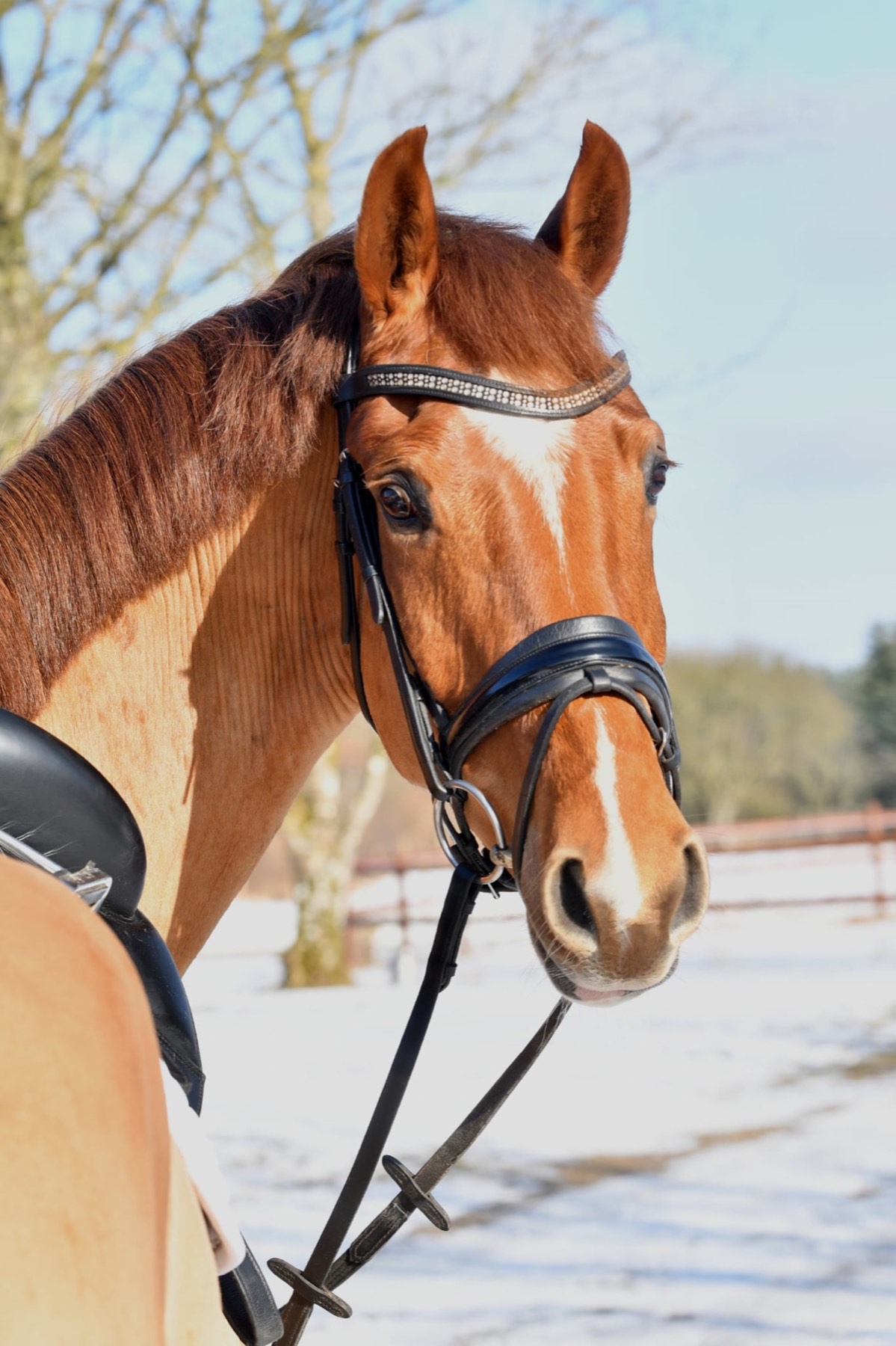 Fuksfarvet hest med hvid blis