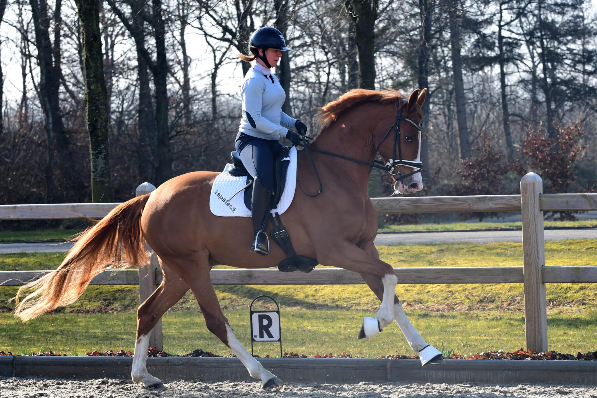 Fuksfarvet hest i galop på udendørsbanen
